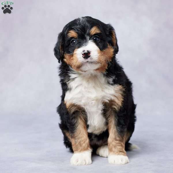 Carly, Mini Bernedoodle Puppy